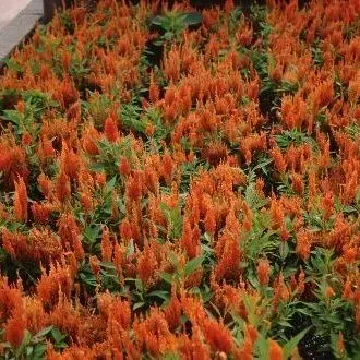 thumbnail for publication: Celosia argentea: Cockscomb, Plumed Cockscomb, Celosia